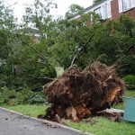 TREE UPROOTED HITS APARTMENT