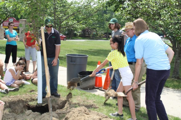 Plant a tree