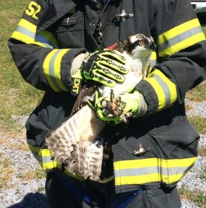 Osprey 3