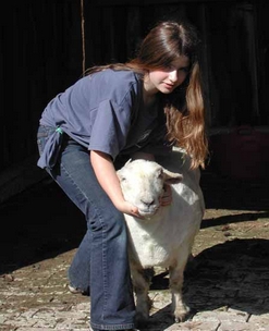 Sheep to Shawl