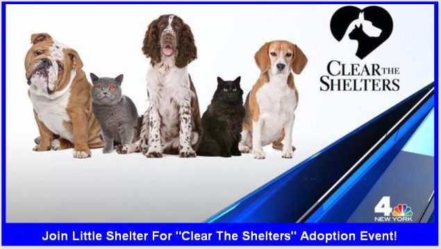 littleshelterjuly2016