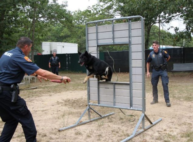 Dallas in Training