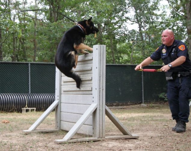Maverick in Training