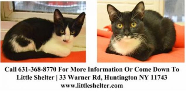 littlesheltercats2